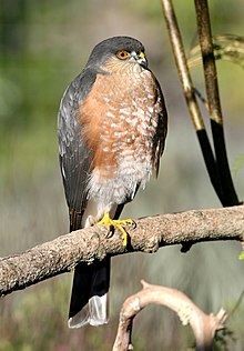 Adult Sharp Shinned Hawk